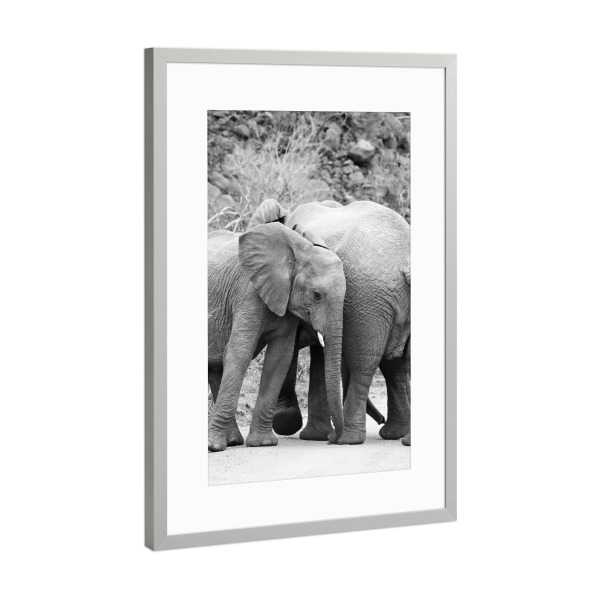 Poster mit Rahmen Silber "Elefanten Kuscheln" artboxONE - Tiere,Schwarzweiß,Reise / Afrika - Elefant,Kuscheln,Afrika
