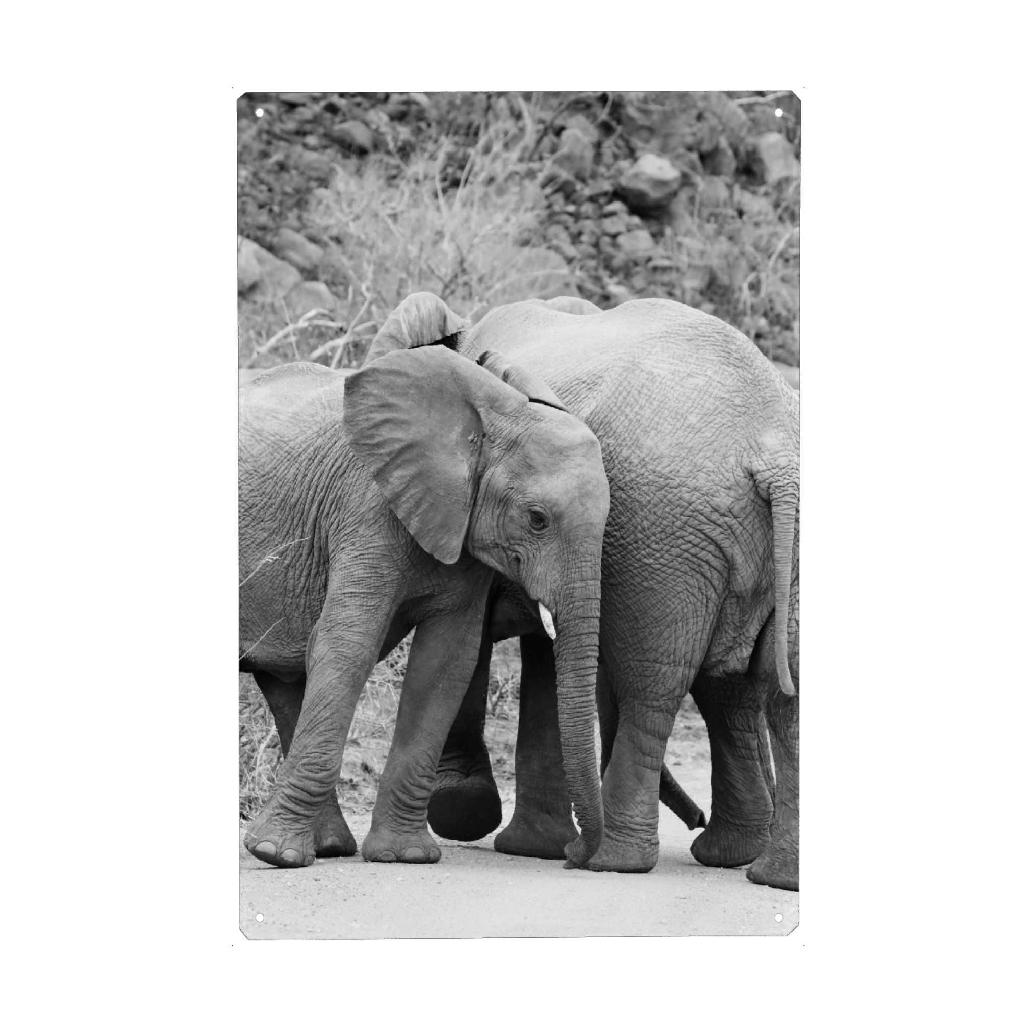 Holzbild "Elefanten Kuscheln" artboxONE - Tiere,Schwarzweiß,Reise / Afrika - Elefant,Kuscheln,Afrika