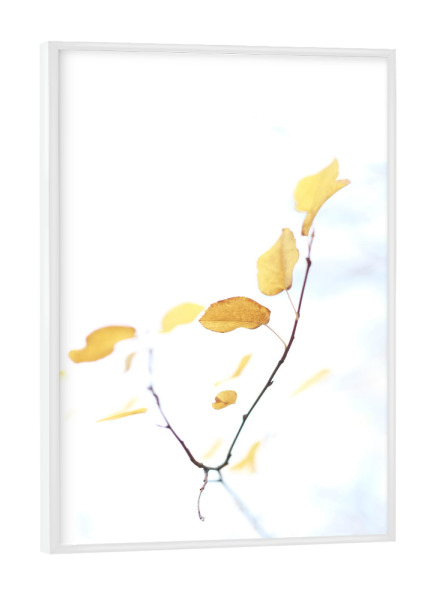Poster mit weißem Rahmen "Herbstgold" artboxONE - Natur - Pflanze,Blätter