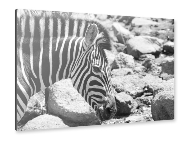 Alu-Dibond "Burchells Zebra" 30x20 cm artboxONE