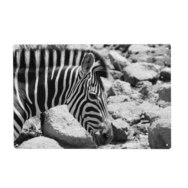 Holzbild "Burchells Zebra" artboxONE - Tiere,Schwarzweiß,Reise / Afrika - Zebra,Burchells,Afrika,Streifen