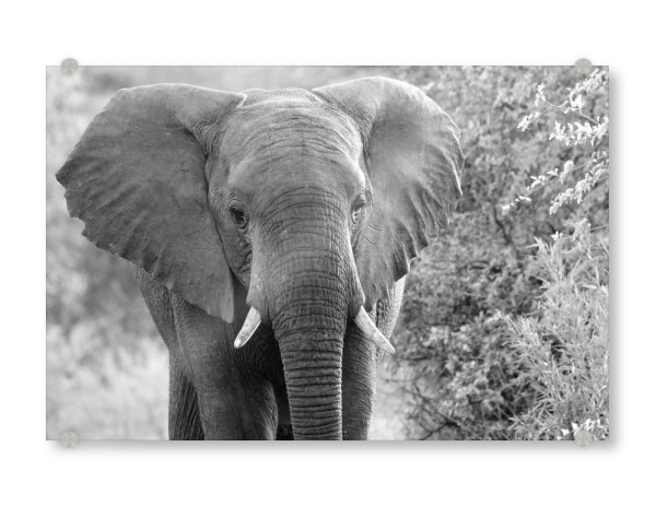 Acrylglasbild "Grosser Elefant" artboxONE - Natur,Tiere,Schwarzweiß,Reise / Afrika - Elefant,Dickhäuter,Afrika