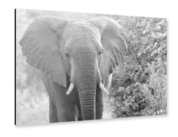 Alu-Dibond "Grosser Elefant" 30x20 cm artboxONE