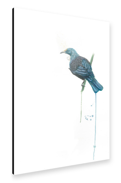 Alu-Dibond "The Tui (Parson Bird)" 30x20 cm artboxONE