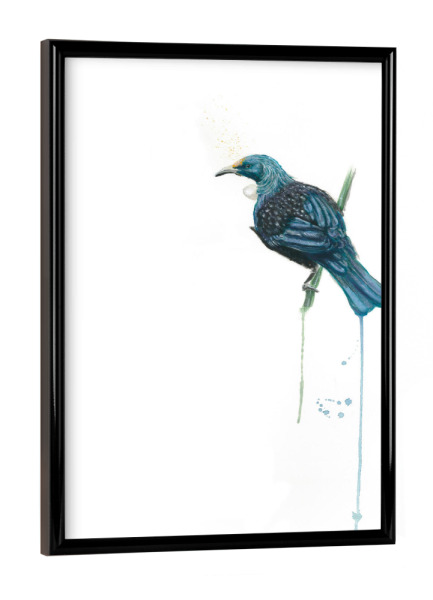 Poster mit schwarzem Rahmen "The Tui (Parson Bird)" artboxONE - Natur,Tiere - Vogel,Neuseeland,Tui,Parson,Atearoa