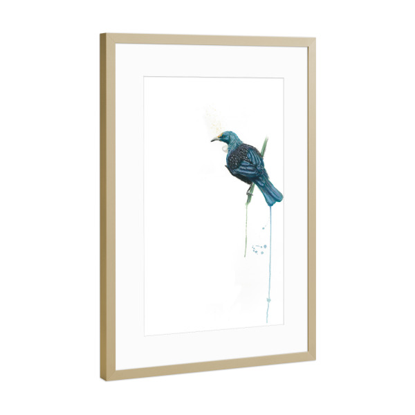 Poster mit Rahmen Gold "The Tui (Parson Bird)" artboxONE - Natur,Tiere - Vogel,Neuseeland,Tui,Parson,Atearoa