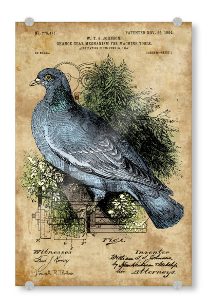 Acrylglasbild "Steampunk Wildtaube" artboxONE - Tiere - Wildtaube,Taube,Tier,Vogel,Natur,Steampunk,Vintage,Retro,Antik
