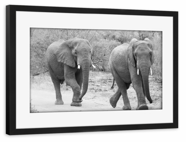 Poster mit Rahmen schwarz "Elefanten Trott" artboxONE - Natur,Tiere,Schwarzweiß,Reise / Afrika - Elefanten,Dickhäuter,Afrika