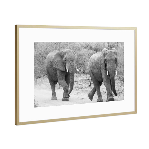Poster mit Rahmen Gold "Elefanten Trott" artboxONE - Natur,Tiere,Schwarzweiß,Reise / Afrika - Elefanten,Dickhäuter,Afrika