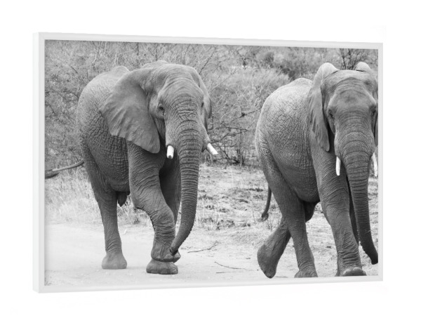 Poster mit weißem Rahmen "Elefanten Trott" artboxONE - Natur,Tiere,Schwarzweiß,Reise / Afrika - Elefanten,Dickhäuter,Afrika