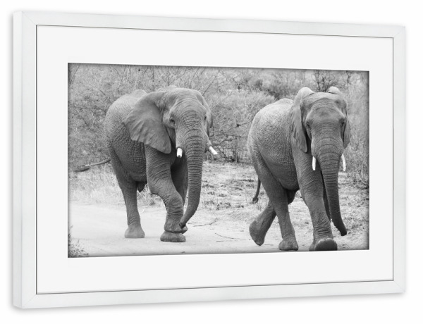 Poster mit Rahmen weiß "Elefanten Trott" artboxONE - Natur,Tiere,Schwarzweiß,Reise / Afrika - Elefanten,Dickhäuter,Afrika