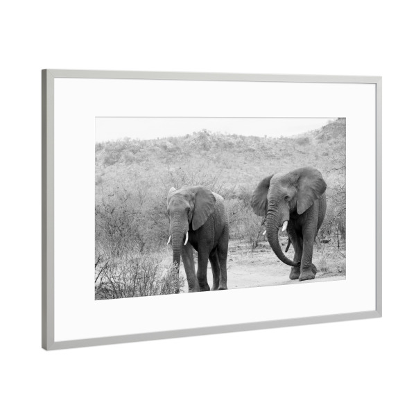 Poster mit Rahmen Silber "Zwei Elefanten" artboxONE - Tiere,Schwarzweiß,Reise / Afrika - Elefanten,Afrika,Dickhäuter