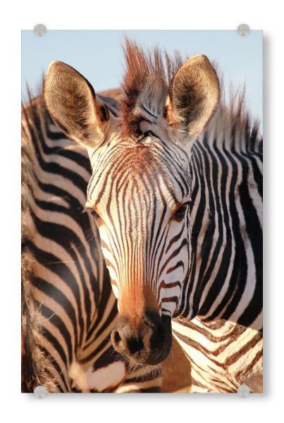 Acrylglasbild "Do you see me" artboxONE - Tiere,Reise / Afrika - Zebra,Portrait,Streifen,Afrika