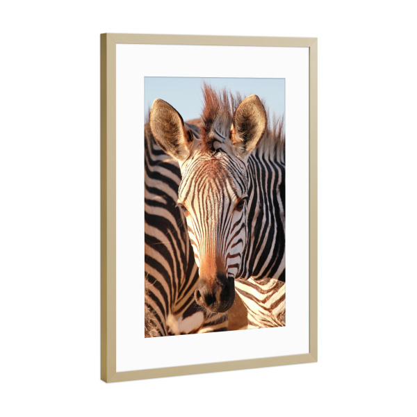Poster mit Rahmen Gold "Do you see me" artboxONE - Tiere,Reise / Afrika - Zebra,Portrait,Streifen,Afrika