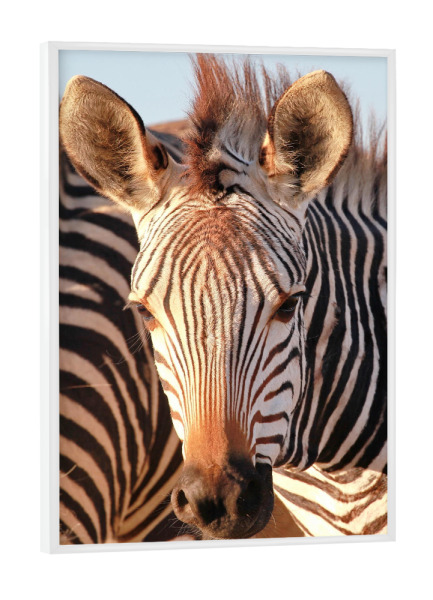 Poster mit weißem Rahmen "Do you see me" artboxONE - Tiere,Reise / Afrika - Zebra,Portrait,Streifen,Afrika