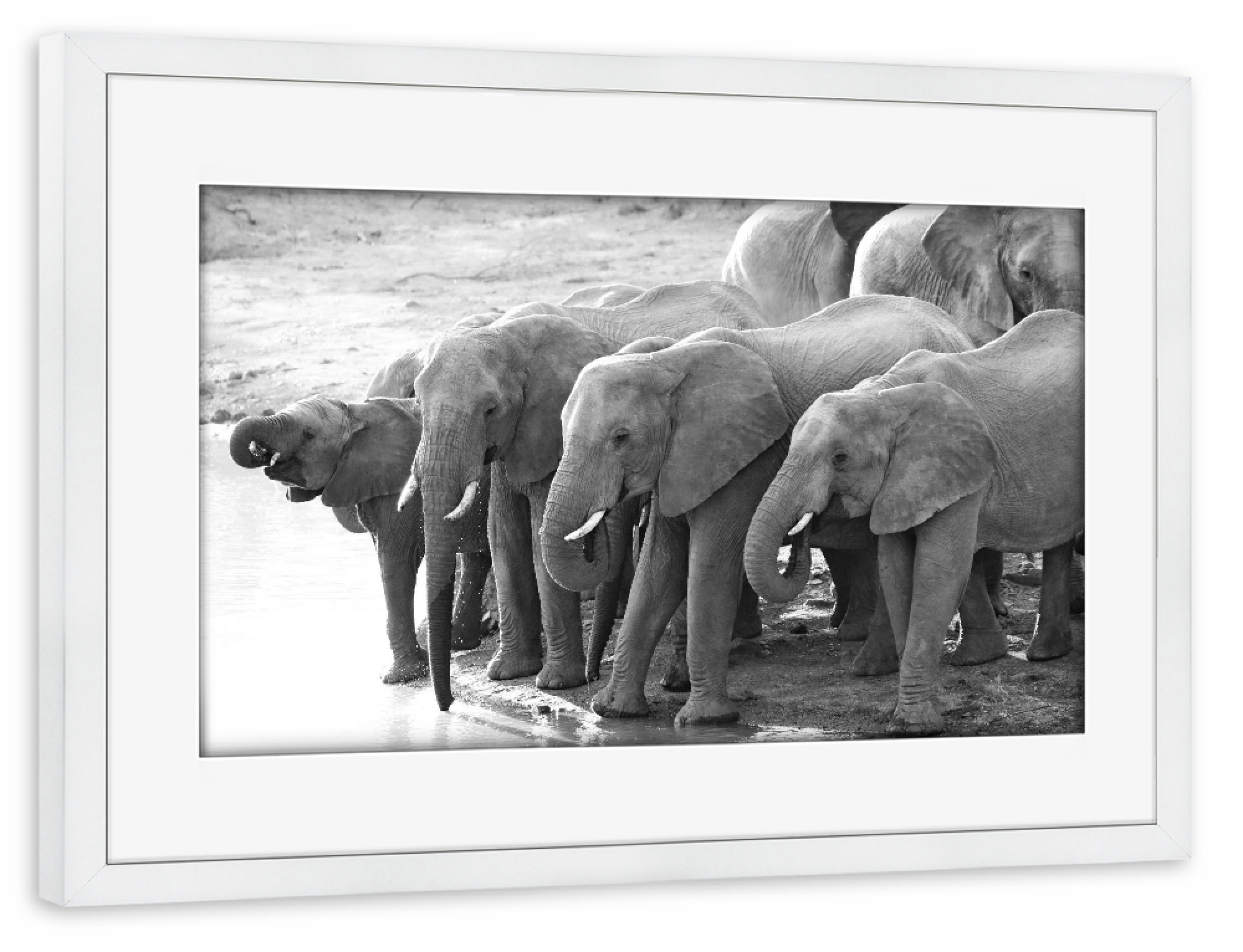 Poster mit Rahmen weiß "Elefanten Herde trinkt" artboxONE - Tiere,Schwarzweiß,Reise / Afrika - Elefanten,Elefantenherde,Afrika