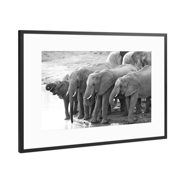Poster mit Rahmen Schwarz (Metallic) "Elefanten Herde trinkt" artboxONE - Tiere,Schwarzweiß,Reise / Afrika - Elefanten,Elefantenherde,Afrika