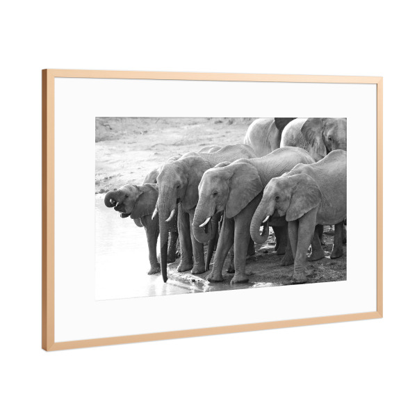 Poster mit Rahmen Kupfer "Elefanten Herde trinkt" artboxONE - Tiere,Schwarzweiß,Reise / Afrika - Elefanten,Elefantenherde,Afrika