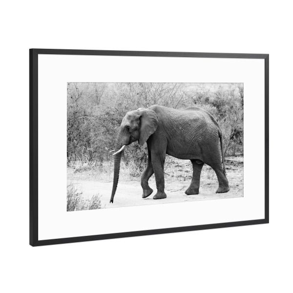 Poster mit Rahmen Schwarz (Metallic) "Elefant läuft" artboxONE - Tiere,Schwarzweiß,Reise / Afrika