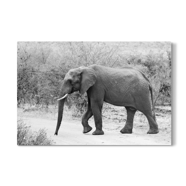 Galerie-Print "Elefant läuft" 30x20 cm artboxONE