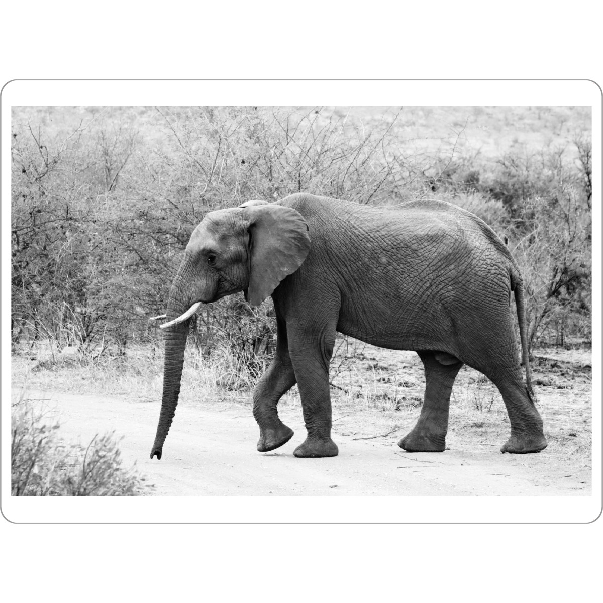 Tischset "Elefant läuft" artboxONE - Tiere,Schwarzweiß,Reise / Afrika - Afrika,Dickhäuter,Tier,Animal,Schwarzweiß,Blackandwhite,Africa - Bild afrika