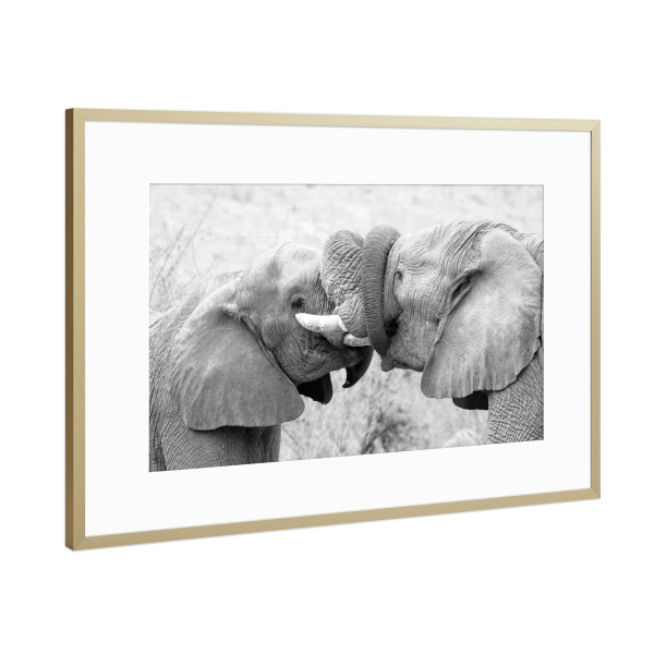 Poster mit Rahmen Gold "Elefanten spielen" artboxONE - Tiere,Schwarzweiß,Reise / Afrika - Elefanten