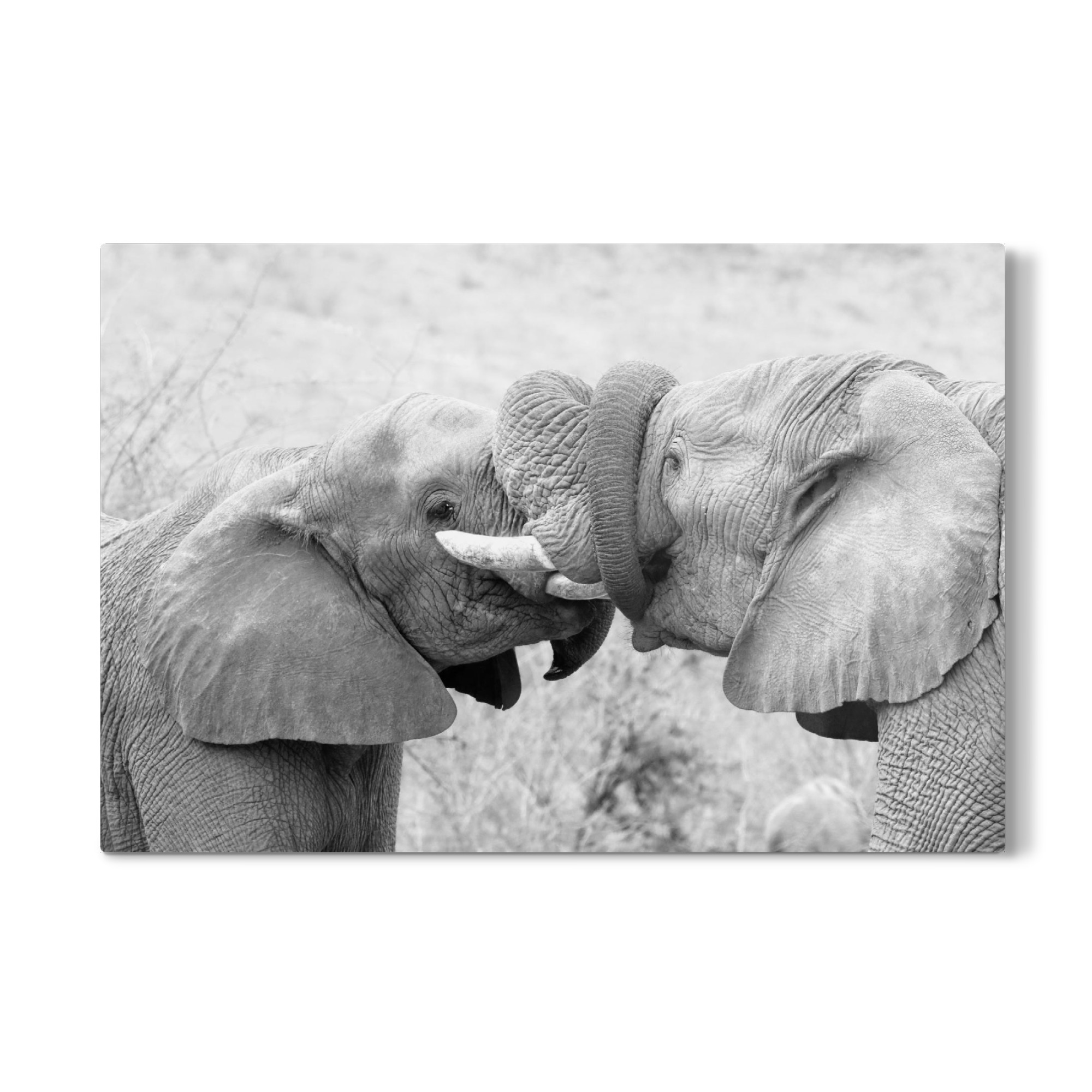 Galerie-Print "Elefanten spielen" 75x50 cm artboxONE