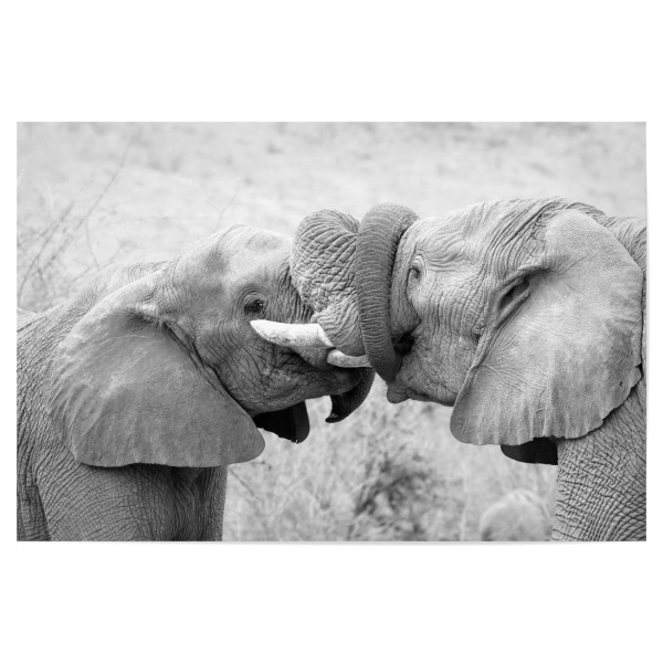 Poster 30x20 cm "Elefanten spielen" artboxONE - Tiere,Schwarzweiß,Reise / Afrika - Elefanten