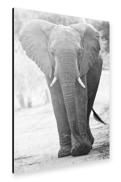 Alu-Dibond "Afrikanischer Elefant" 30x20 cm artboxONE