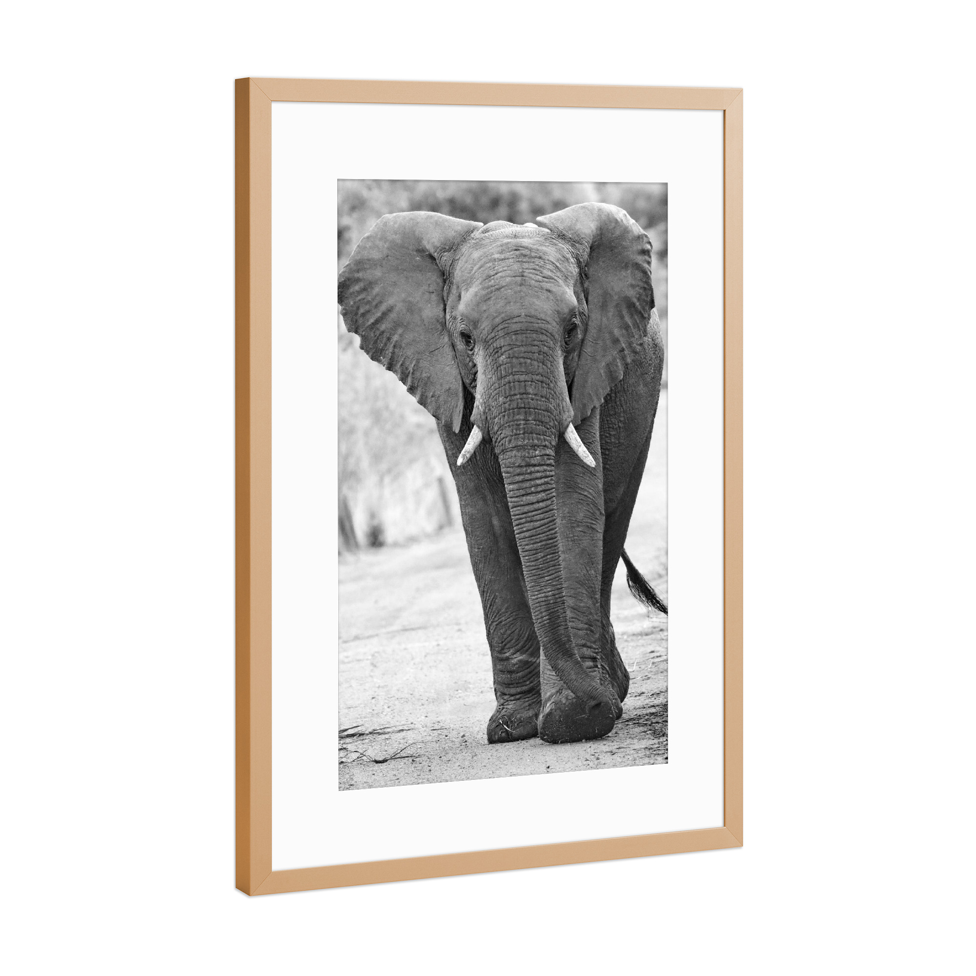 Poster mit Rahmen Kupfer "Afrikanischer Elefant" artboxONE - Tiere,Schwarzweiß,Reise / Afrika - Elefant,Dickhäuter,Afrika