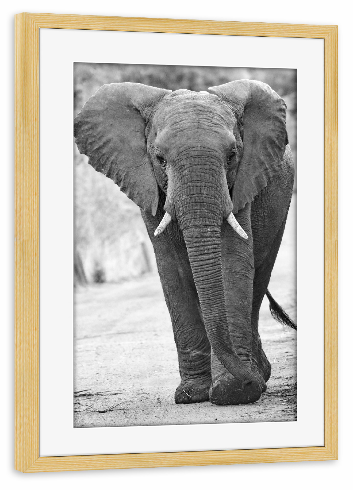 Poster mit Rahmen kiefer "Afrikanischer Elefant" artboxONE - Tiere,Schwarzweiß,Reise / Afrika - Elefant,Dickhäuter,Afrika