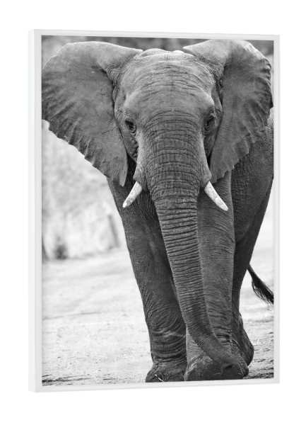 Poster mit weißem Rahmen "Afrikanischer Elefant" artboxONE - Tiere,Schwarzweiß,Reise / Afrika - Elefant,Dickhäuter,Afrika