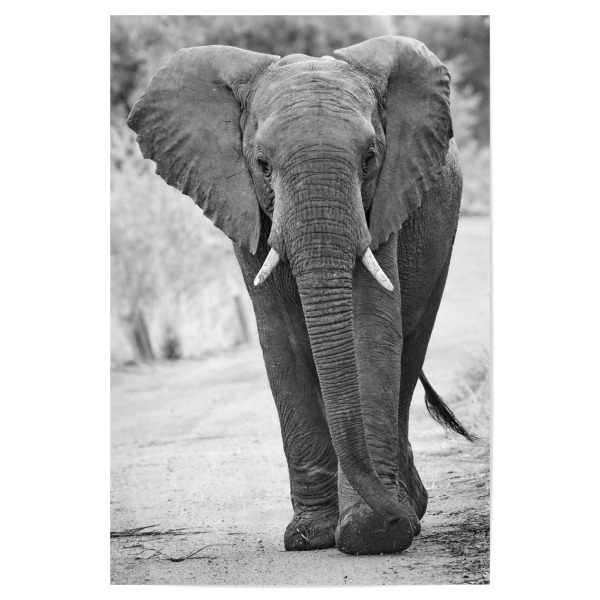 Poster "Afrikanischer Elefant" artboxONE - Tiere,Schwarzweiß,Reise / Afrika - Elefant,Dickhäuter,Afrika