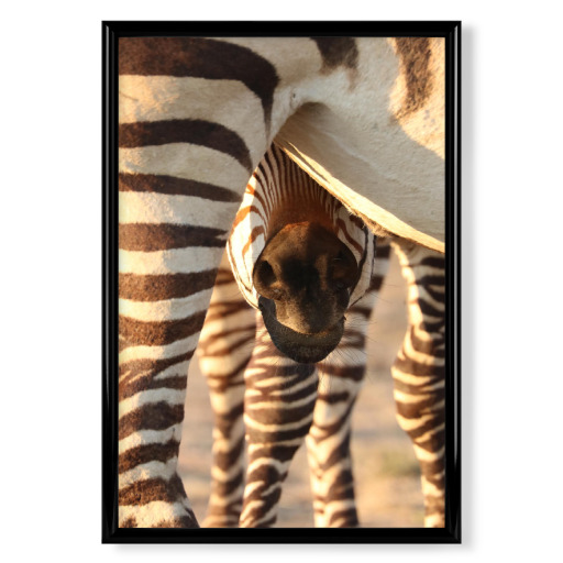 Zebra Baby möchte trinken