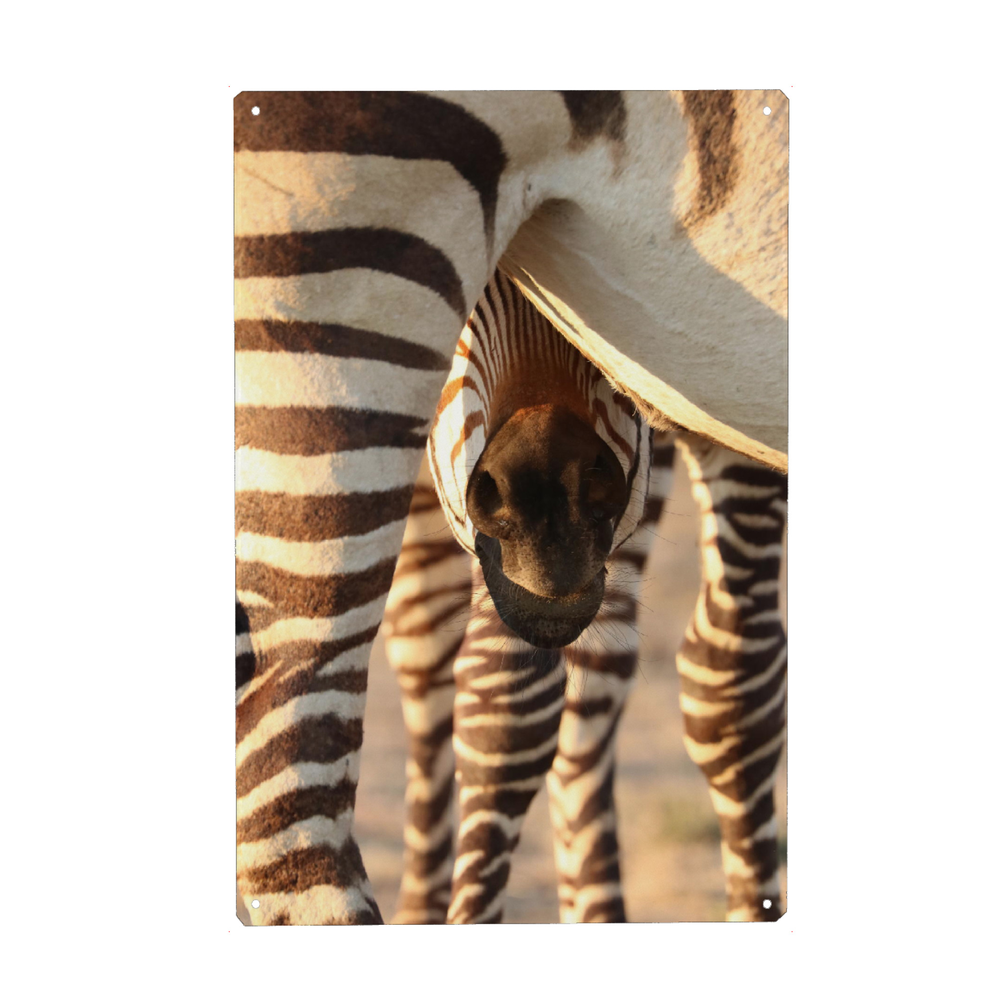 Metall Poster "Zebra Baby möchte trinken" artboxONE - Natur,Tiere,Reise / Afrika - Zebra,Zebrababy,Afrika,Trinken - Blechschild