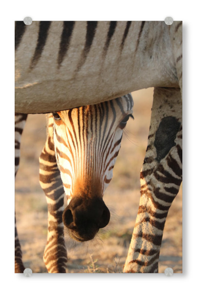 Acrylglasbild "Zebra Baby schaut" artboxONE - Tiere,Reise / Afrika - Zebra,Zebrababy,Afrika