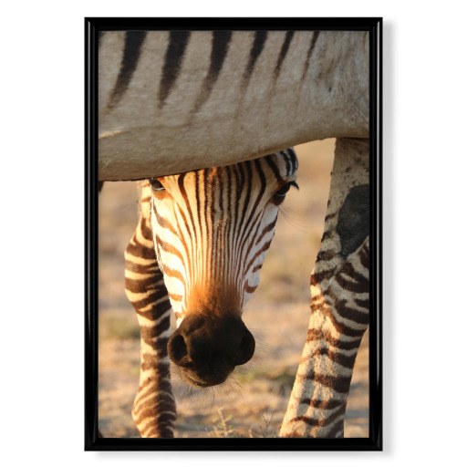 Zebra Baby schaut