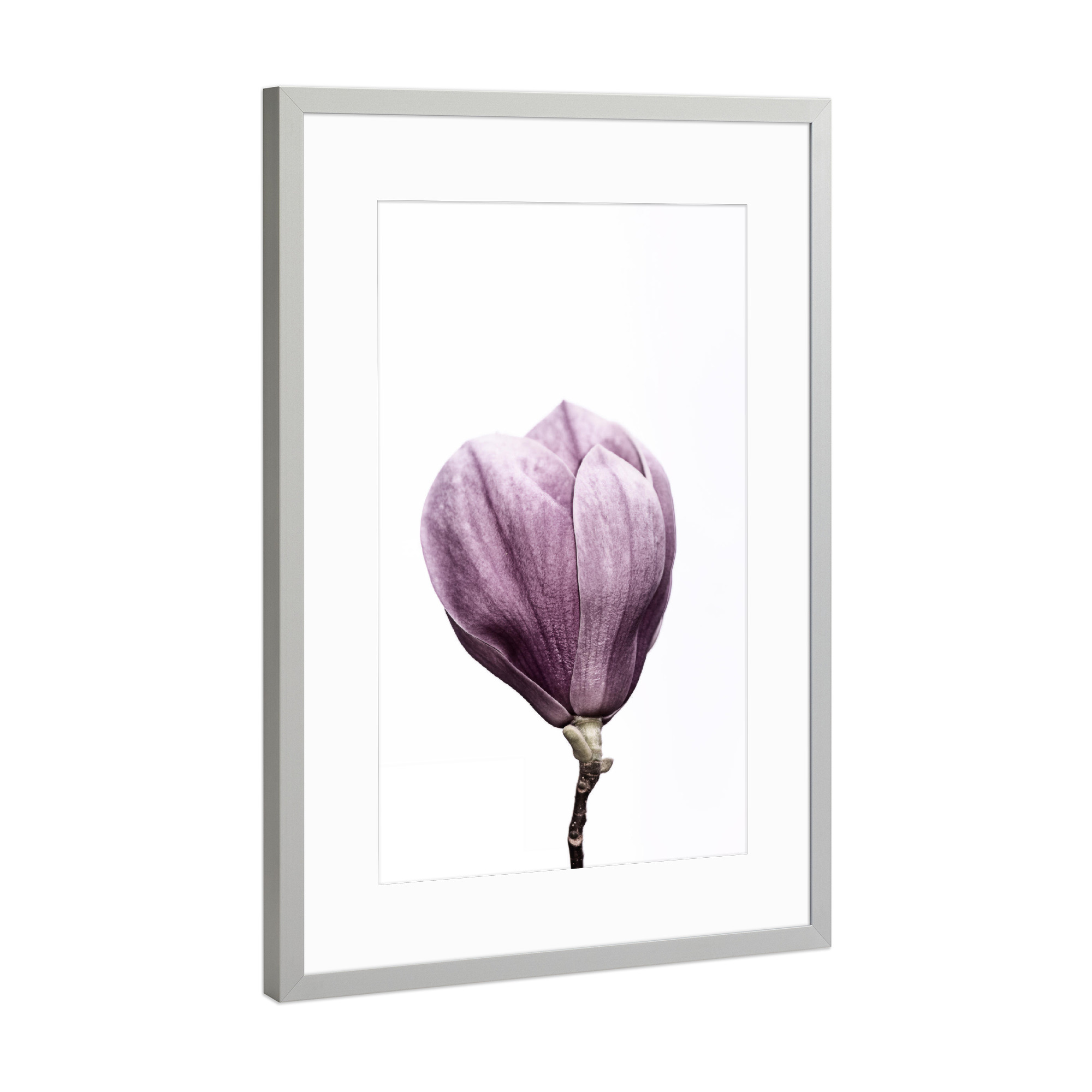 Poster mit Rahmen Silber "Magnolia Blossom" artboxONE - Floral - Magnolie,Blüte,Rosa,Blume