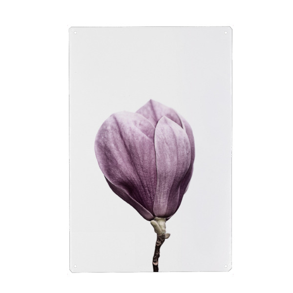Metall Poster "Magnolia Blossom" artboxONE - Floral - Magnolie,Blüte,Rosa,Blume - Blechschild