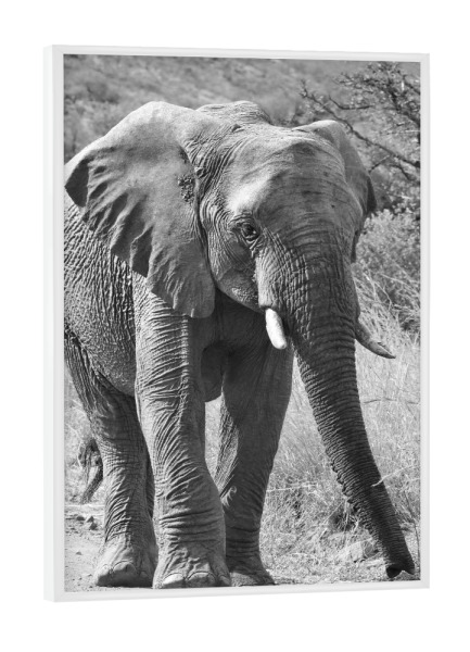 Poster mit weißem Rahmen "Grosser Elefantenbulle" artboxONE - Natur,Tiere,Schwarzweiß,Reise / Afrika - Elefant,Bulle,Afrika,Dickhäuter