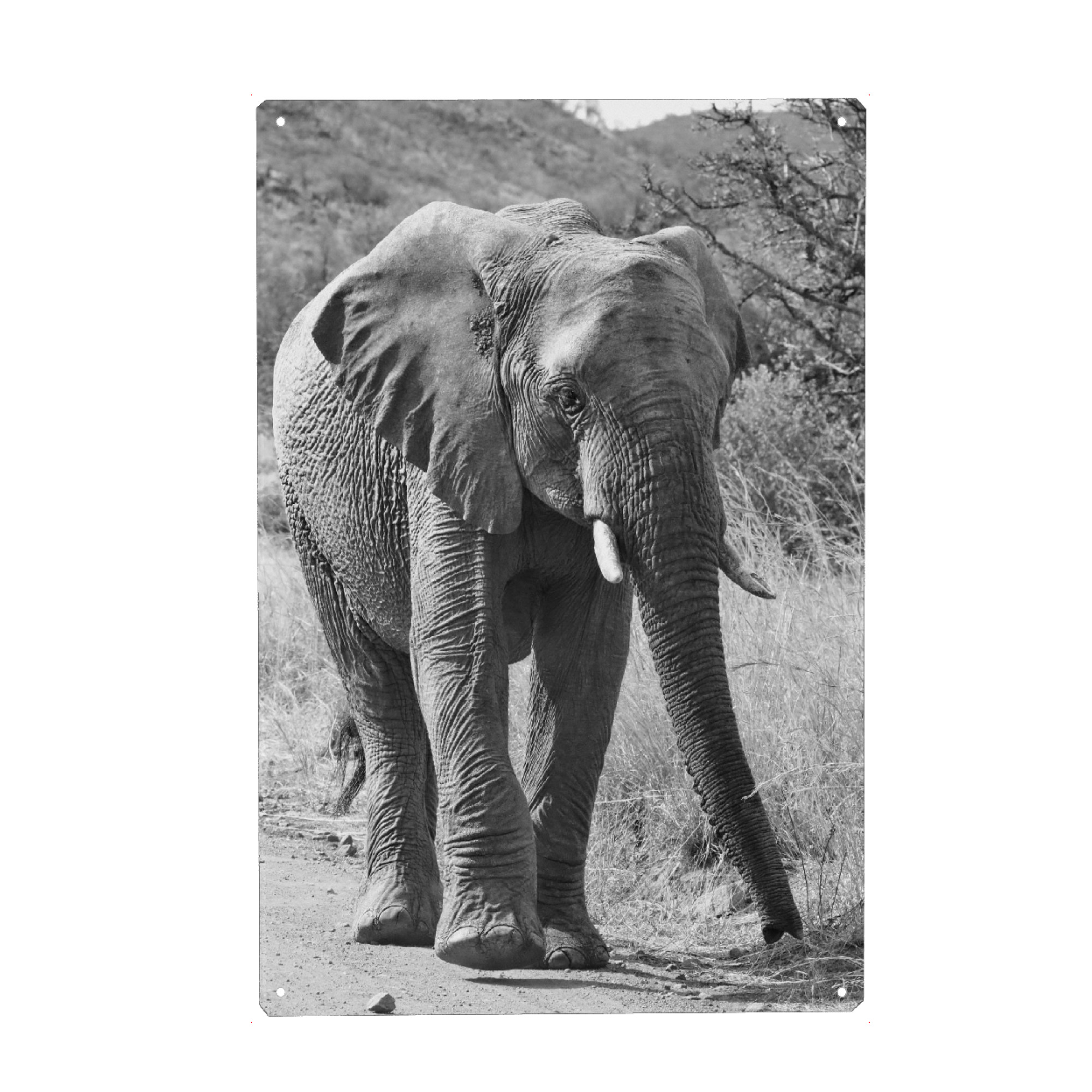 Metall Poster "Grosser Elefantenbulle" artboxONE - Natur,Tiere,Schwarzweiß,Reise / Afrika - Elefant,Bulle,Afrika,Dickhäuter - Blechschild