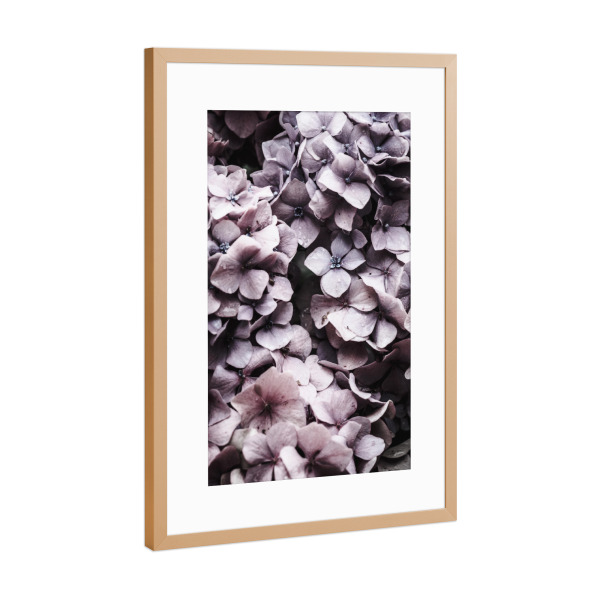 Poster mit Rahmen Kupfer "Pink Hydrangea" artboxONE - Floral - Hortensie,Blumen,Rosa,Botanisch