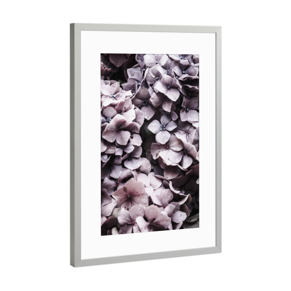 Poster mit Rahmen Silber "Pink Hydrangea" artboxONE - Floral - Hortensie,Blumen,Rosa,Botanisch