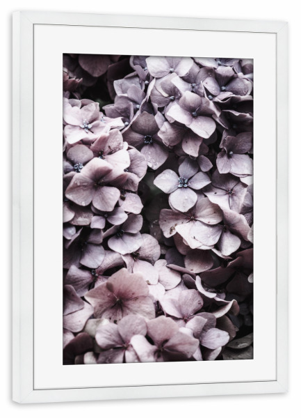 Poster mit Rahmen weiß "Pink Hydrangea" artboxONE - Floral - Hortensie,Blumen,Rosa,Botanisch