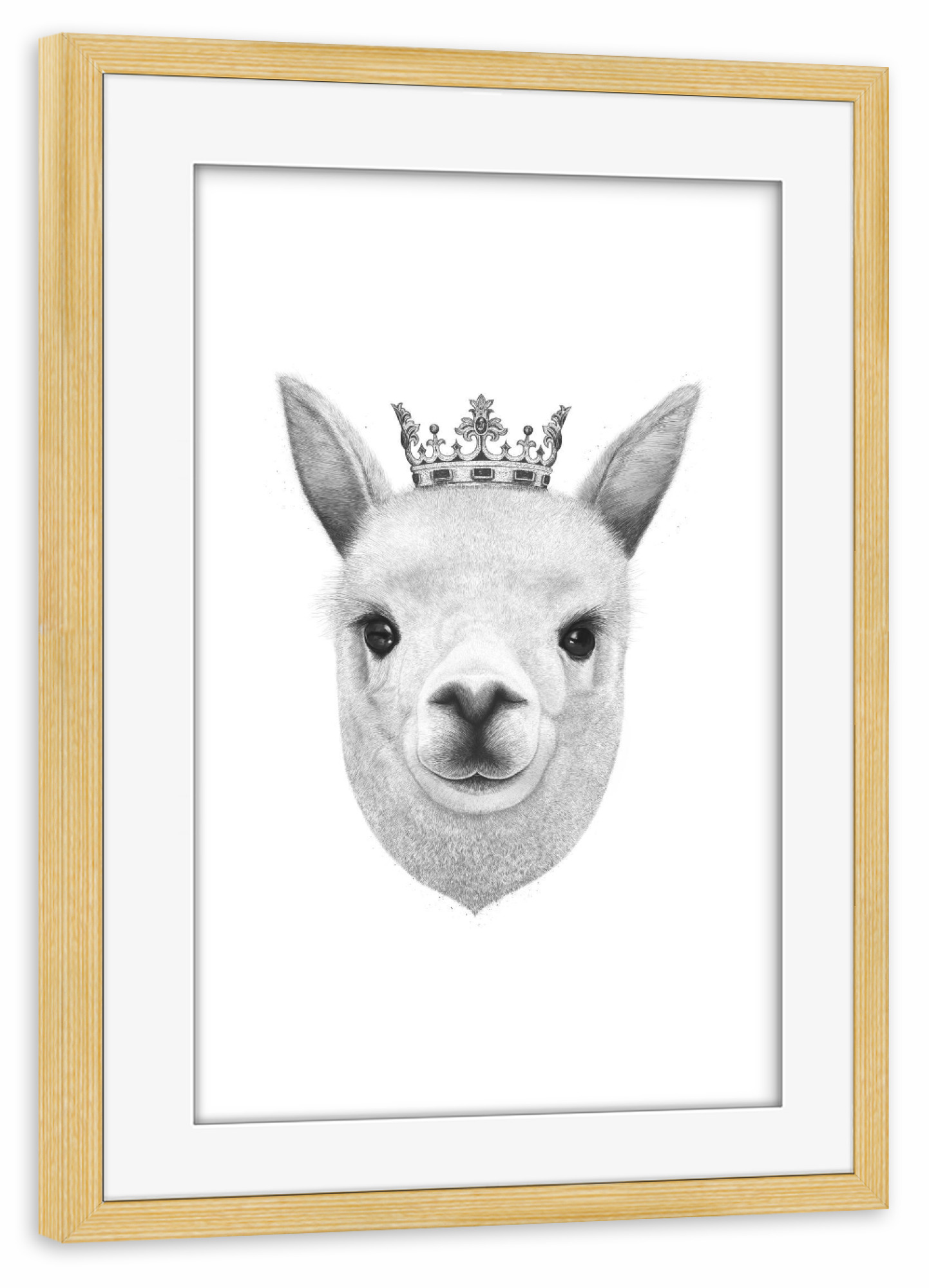 Poster mit Rahmen kiefer "The King Lama" artboxONE - Tiere,Schwarzweiß - Lama,Alpaca,King,Royal,Black and white,Cown,Krone,König