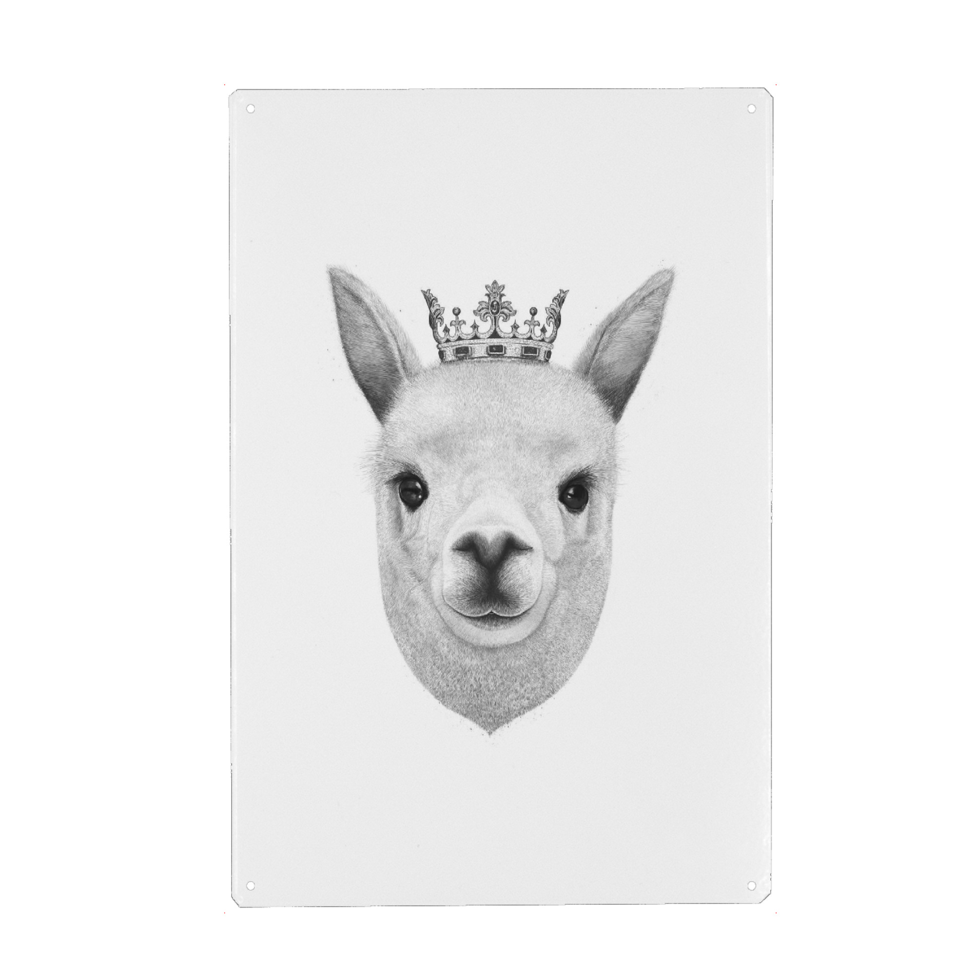Metall Poster "The King Lama" artboxONE - Tiere,Schwarzweiß - Lama,Alpaca,King,Royal,Black and white,Cown,Krone,König - Blechschild