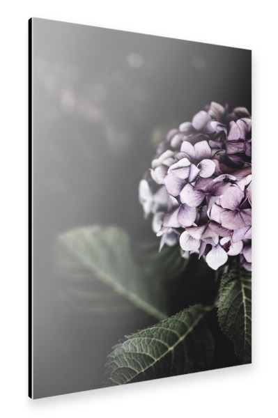 Alu-Dibond "Hydrangea Photography" 30x20 cm artboxONE