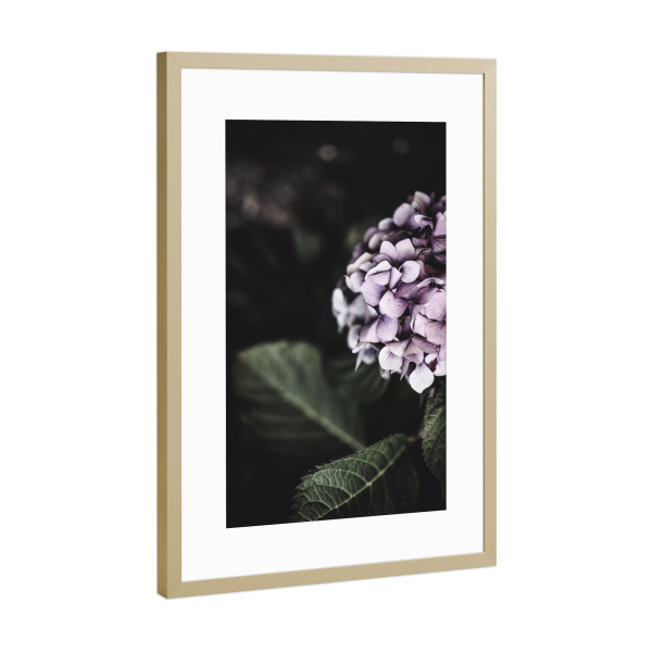 Poster mit Rahmen Gold "Hydrangea Photography" artboxONE - Floral - Hortensie,Botanisch,Blumen,Blumen