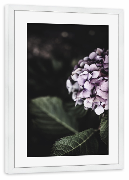 Poster mit Rahmen weiß "Hydrangea Photography" artboxONE - Floral - Hortensie,Botanisch,Blumen,Blumen