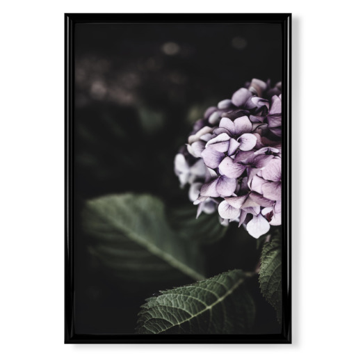 Hydrangea Photography